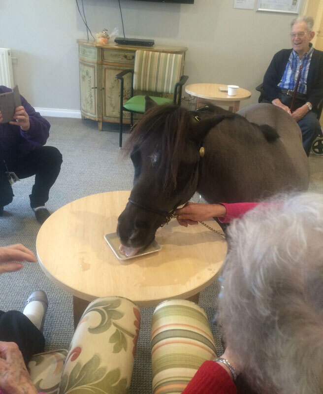Jeremiah the Therapy Pony Loves a Good Cuppa Too!